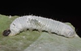 larva