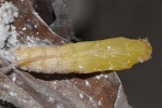 pupa