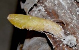 pupa