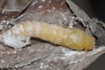 pupa