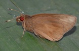 Adult