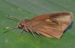 Adult