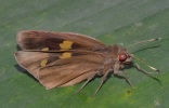 Adult