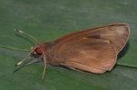 Adult