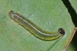 larva