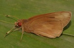 Adult