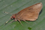 Adult