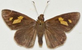 Adult