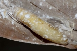 pupa