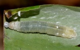 larva