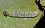 larva