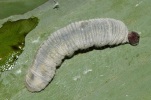 larva