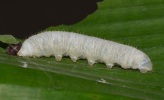 larva