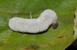 larva