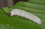 larva