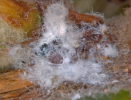 Woolly aphid on apple
