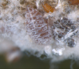 Apple woolly aphid