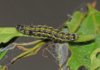 Ethmia nigroapicella larva