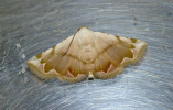 Eublemma amabilis