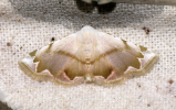 Eublemma amabilis