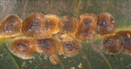 Eucalymnatus tessellatus