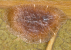 Eucalymnatus tessellatus
