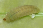 lampides larva
