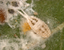 Ferrisia virgata female