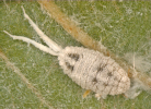Female Ferrisia virgata 