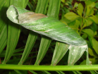 pupa in leaf roll