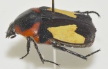 Adult