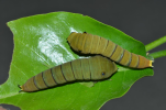 Graphium larvae