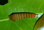 Graphium larva