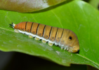 Graphium larva