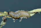 Larva feeding on mustard