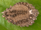 Hemaspidoproctus cinereus 