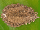 Hemaspidoproctus cinereus 