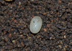 Egg of H. serrata
