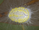 Icerya seychellarum