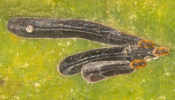 Ischnaspis longirostris