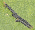 Ischnaspis longirostris
