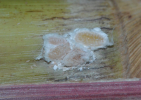 Yellow mealybugs on sugarcane