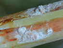 Sugarcane mealybugs
