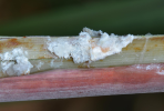 Sugarcane mealybugs
