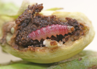 Leucinodes orbonalis larva