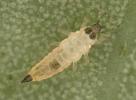 thrips nymph