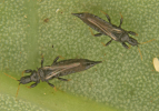 THrips adults