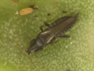 Adult thrips