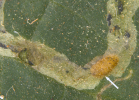 serpentine leafminer larva