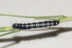 larva